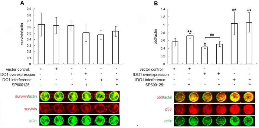 Figure 4. IDO1 inhibits p53 expression through JNK signaling pathway. The transfected ESCs were treated with JNK inhibitor (SP600125, 20 μM) or vehicle control (1‰ DMSO) for 24 h