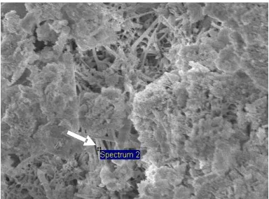 Fig. 6 SEM micrograph of microbed cement specimen at the age of  28 days 