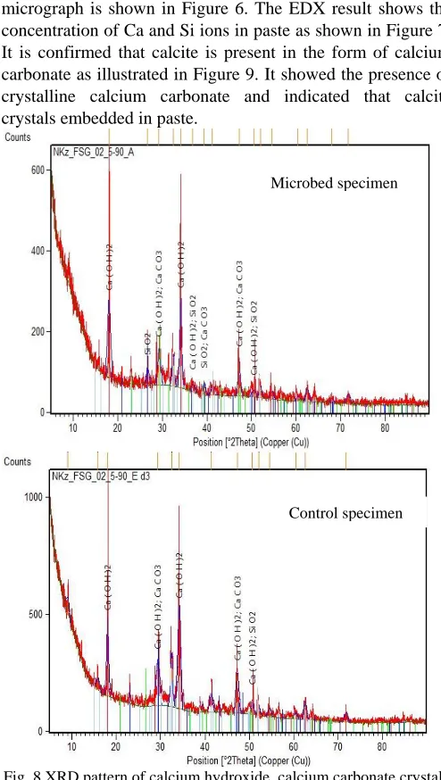 Fig. 8 XRD pattern of calcium hydroxide, calcium carbonate crystals  and quartz formed in control and microbed cement specimen at the 