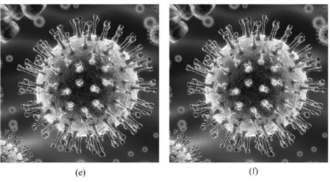 Figure 5(e) is a carrier image,its size is 512*512 pixels. There is any logical connection between the carrier image and the encrypted image.Figure 5(f) is the carrier image embedded an encrypted image