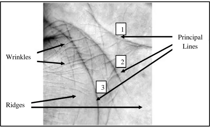 Figure 2.3: The main Patterns for Palm Print (Michael et al., 2011) 