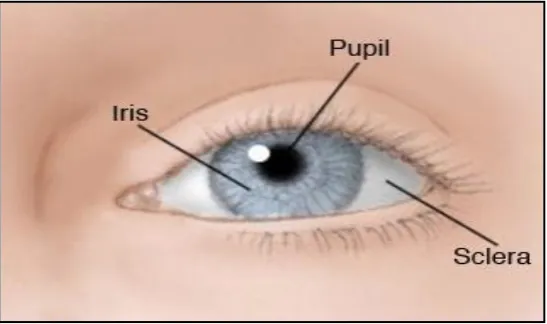 Figure 2.4: Illustration of the Areas of Pupil, Iris and Sclera (Riverside, 2013) 