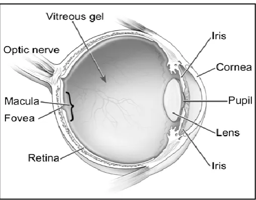 Figure 2.6: A Side-View Cross-Sectional Diagram of the Eye (Michael, 2002) 