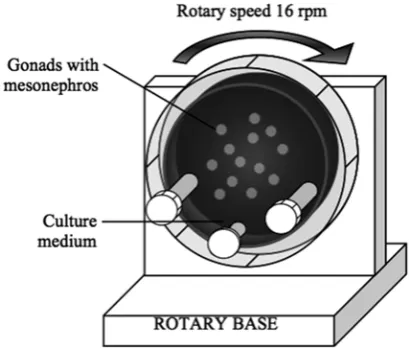 Fig. 1. Schematic representation of rotating wall vessel (RWV) bioreactor
