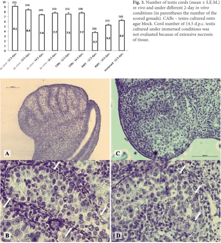 Fig. 3. Number of testis cords (mean ± S.E.M.) in vivo and under different 2-day in vitro conditions (in parentheses the number of the scored gonads)