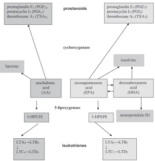Fig. 3. Metabolic pathways of a polyunsaturated fatty acids omega-6 and omega-3 series