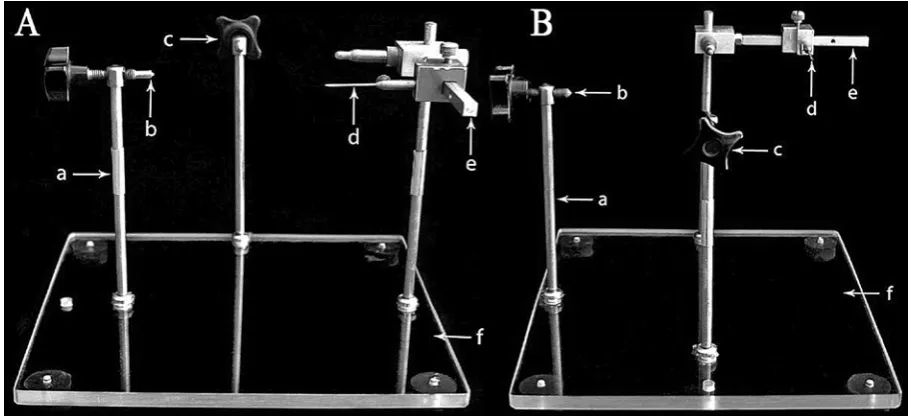 Fig. 1. Craniostat: A – frontal view; B – lateral view; a – vertical beam; b – handle for the skull; c – suboccipital han-dle; d – the lower edge of the orbit’s indicator; e – horizontal beam; f – base