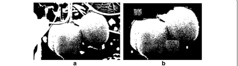 Fig. 2 Original kiwi pictures collected