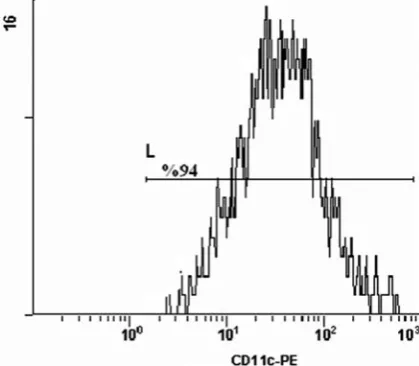 Fig. 1. Flow cytometric analysis of CD11c (+) DCs