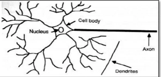 Figure 2.2: Biological nervous system. Source: (Theja et al., 2013)