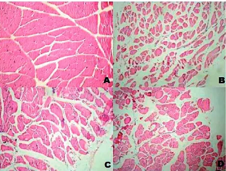 Fig. 2. Histopathological evaluation (HE, 10 × 10), A; the normal appearance of the diaphragm in the control group, B; diaphragm + + + atrophy in group 2, c; + atrophy of diaphragm in group 3, d; + + atrophy of the diaphragm in group 3