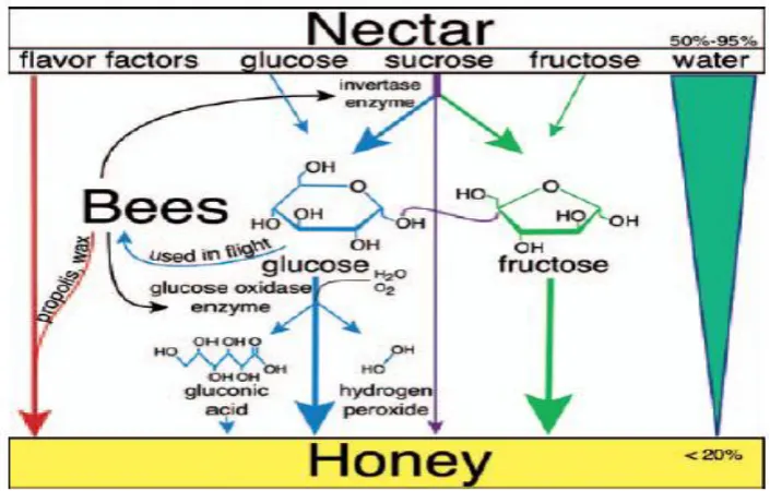 Figure 2.3: The production of honey from nectar (adapted from Grane and Kirk Visscher, 