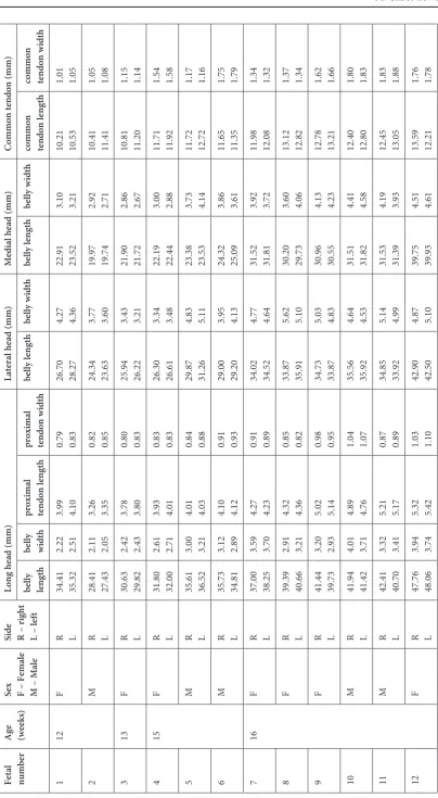Table 1. Individual numerical data of the fetal triceps brachii muscle