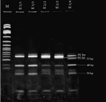 Fig. 3. The apoE gene locus located on chro-mosome 19 shows a polymorphism with three common alleles (ε2, ε3 and ε4)