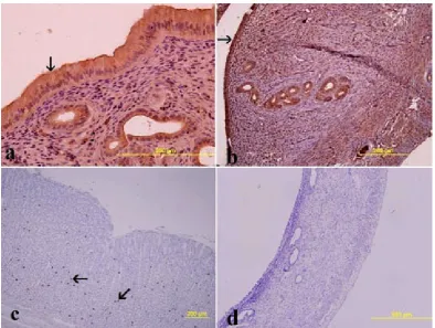 Fig. 5. The effects of estrogen administered after ovariec-tomy: (A) The histoscore of ghrelin was increased in the group that was administered estrogen after ovariectomy