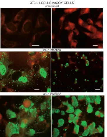 Fig. 1. Propagation of C. trachoma-tis in 3T3 L1 and McCoy cells. 3T3 L1 and McCoy cells were set up, grown and processed for immunostaining with MOMP-specific monoclonal antibod-ies at the 0-, 24-  and 48-h points of the post-infection period, as described in Material and Methods