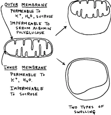 FIG. 10. Schematicrepresentationof mitochondrialmembrane.