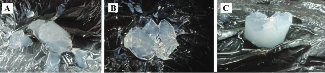 Figure 1. Photographs of the gel formed after immersing different gelling systems in 0.1 N Hcl at 37°C for 24 hours for formulations F1 (A), F2 (B), and F3 (C)