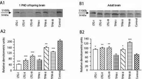 Fig. 2. Western blot analysis of GFAP. Representative bands in whole offspring brain (A1) and in the hippocampal tissues from adult rats (B1) and their respective densitometric analysis in whole offspring brain (A2) and in the hippo-campal homogenates from