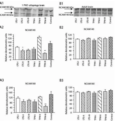 Fig. 4. Western blot analysis of NCAM 140 and NCAM180. Representative bands of NCAM 140 and NCAM180 in whole offspring brain (A1) and in the hippocampal tissues from adult rats (B1) and their respective densitometric analysis in whole offspring brain (A2 and A3 respectively) and in the hippocampal homogenates from adult rats (B2 and B3 respectively)