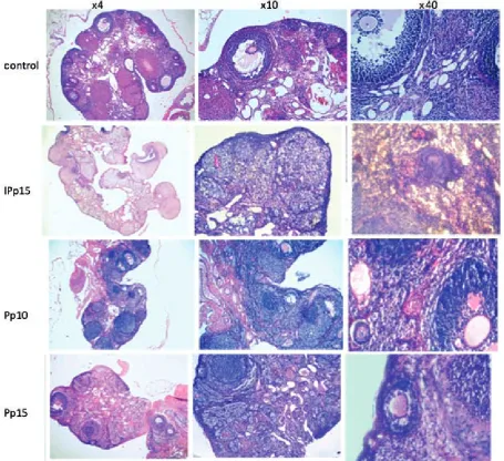 Fig. 3. Histological examination scores for the ova-ries and the results of the statistical analysis,  # p < 0.05