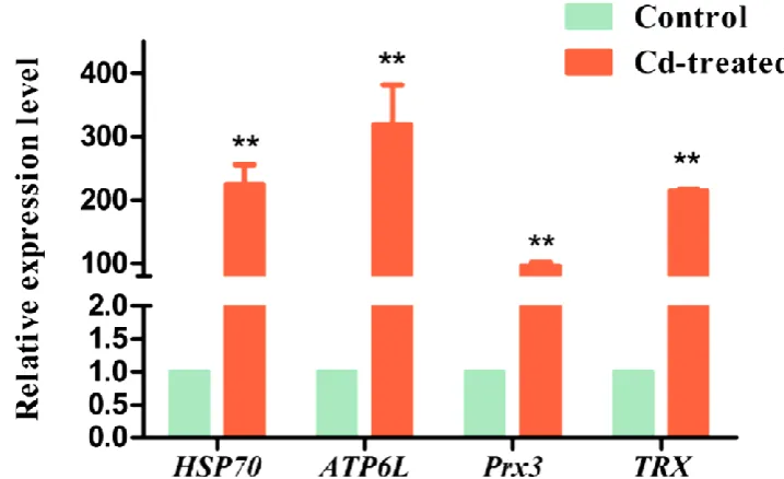 Figure 6. qRT-PCR analysis of the expression level of four Key genes associated with Cd stress
