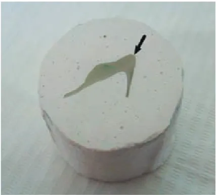 Fig. 5. Example of a sample prepared for the polymer-ization shrinkage test. The black lines form a triangle with its vertices showing the position of three stainless steel pins