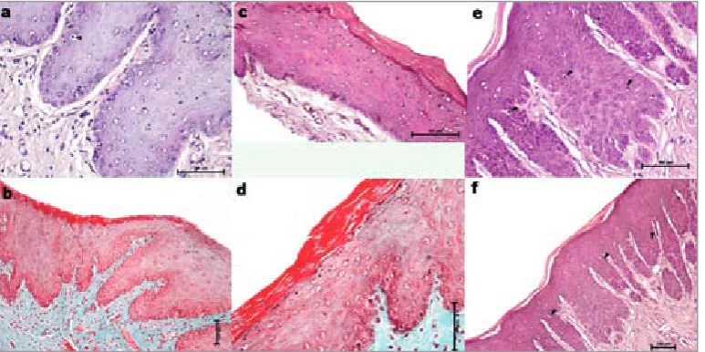 Fig. 1. The representative sections for Masson trichrome and Hematoxylin-Eosin staining in all groups