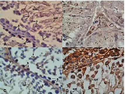 Fig. 6. Oct4 immunostaining. Strong expression was observed for the spermatogonial cells (S), spermato-cytes (ś) and Sertoli cells (Srt), though the spermatids (spt) are not stained (A, B)