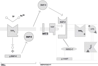 Fig. 1. Regulation of hepcidin expression. Synthesis of hepcidin is regulated by systemic iron availability