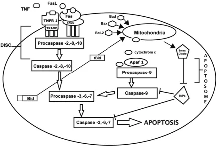 Fig. 1. The Caspase Activation Cascade (based on [12])