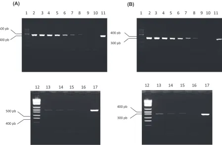 Fig. 4. PcR amplification from experimentally infected tick dNA. (A): Primers B1 and B2, (B): Primers B3 and B4
