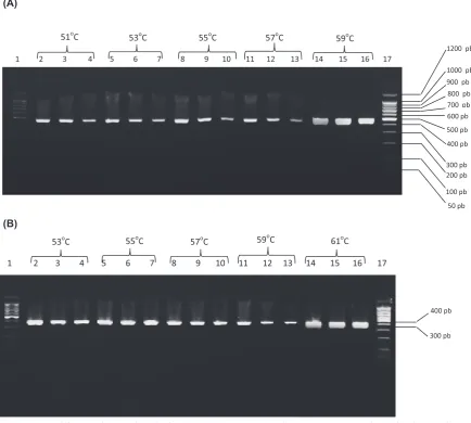 Fig. 2. PcR amplification from B. burgdorferi (B31) dNA using different concentrations of primers
