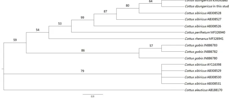Figure 3. The reconstructed phylogenetic tree of C. sibiricus and relative species based on mtDNA control region