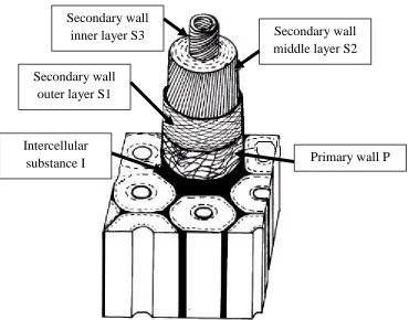 Figure 2.4: Lamellae structure of cell walls of plants