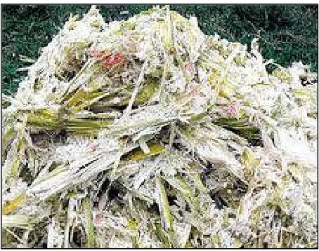 Figure 2.6: Sugarcane bagasse waste