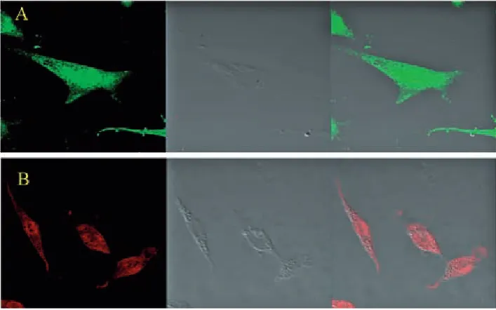 Fig. 1. Immuno­cytochemistry of 