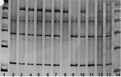 Fig. 1. Sample result of restriction analysis of PCR product subjected to AVAI enzyme digestion