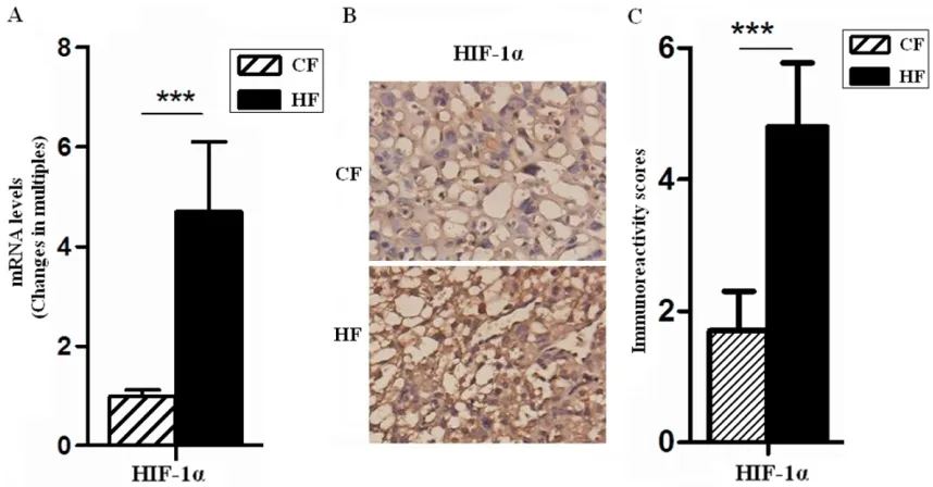 Figure 2. The placentas of GDM were characterized by reduced tissue oxygenation. The mRNA and protein levels of HIF-1α in placentas of GD18.5 were analyzed by quantitative real-time PCR (A) and immunohistochemistry (B), respectively