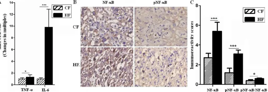 Figure 4. HF stimulated inflammatory response in placentas. The mRNA levels of TNF-α and IL-6 were analyzed by quantitative real-time PCR (A), and the expression of NF-κB and pNF-κB in placentas of GD18.5 were analyzed by immunohistochemistry (B and C), re