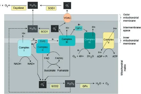 Fig. 1. Generation of ROS in the mitochondria (according to west et al. [9]), SOD – superoxidedys-mutase;  GPx – glutathione peroxidase; CoQ – coen-zyme Q; Cyt c – cytochro-me c; VDAC – voltage dependent anion channel.