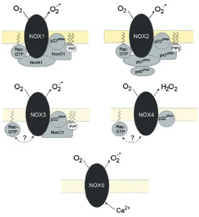 Fig. 2. Generation of ROS by the NADPH-oxidase complex (according to Chrissobolis & Faraci [12]),  NOX – NADPH-oxidase