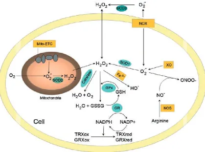 Fig. 3. Cellular redox homeostasis (according to Trachootham et al. [6]), Mito-ETC – mitochondrial electron-trans-port chain; SOD – superoxidedysmutase; GPx – glutathione peroxidase; GR – glutathione reductase; TRXox – oxi-dized thioredoxin; TRXred – reduced thioredoxin; GRXox – oxidized glutaredoxin; GRXred – reduced glutaredoxin; NOS – nitric oxide synthase; XO – xanthine oxidase; NOX – NADPH-oxidase