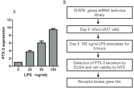 Figure 1. Schematic of RNAi screen. A. U937 cells were treated with 100 ng·mlsion was determined by qPCR analysis