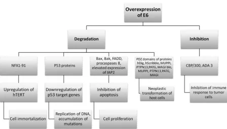 Fig. 1. Interactions of E6 in high-risk HPV types leading to neoplastic transformation of host cells – adapted from Ganguly and Parihar [35] 