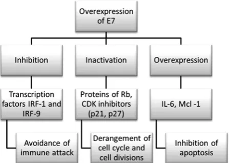 Fig. 2. Interactions of E6 in high-risk HPV types leading to neoplastic transformation of host cells – adapted from Ganguly and Parihar [35] 