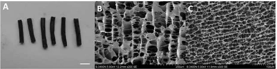 Fig 1: The FK506-PLGA microspheres appeared as round and smooth spheres under microscope (A)