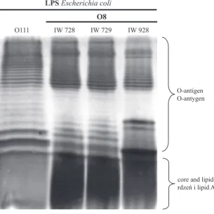 Table 5. The mechanism of the NHS bactericidal activity against bacteria with O-antigens composed of mannan Tabela 5