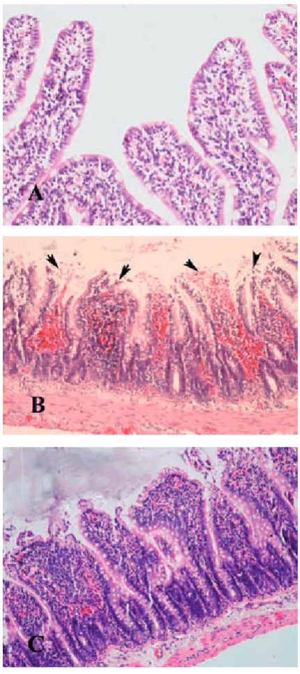 Fig. 2. Comparative histologic score measurements at the groups. *p < 0.05 compared with group 1