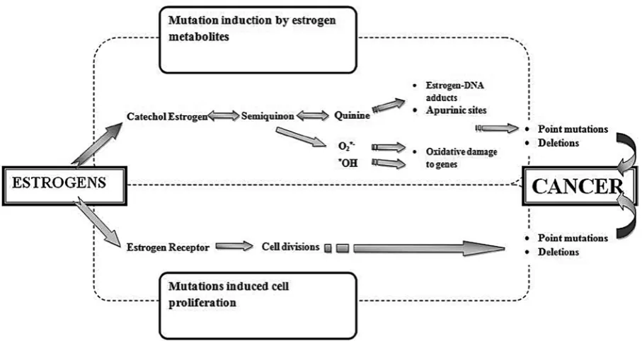 Fig. 1. Pathways potentially responsible for estrogen carcinogenesis [14]
